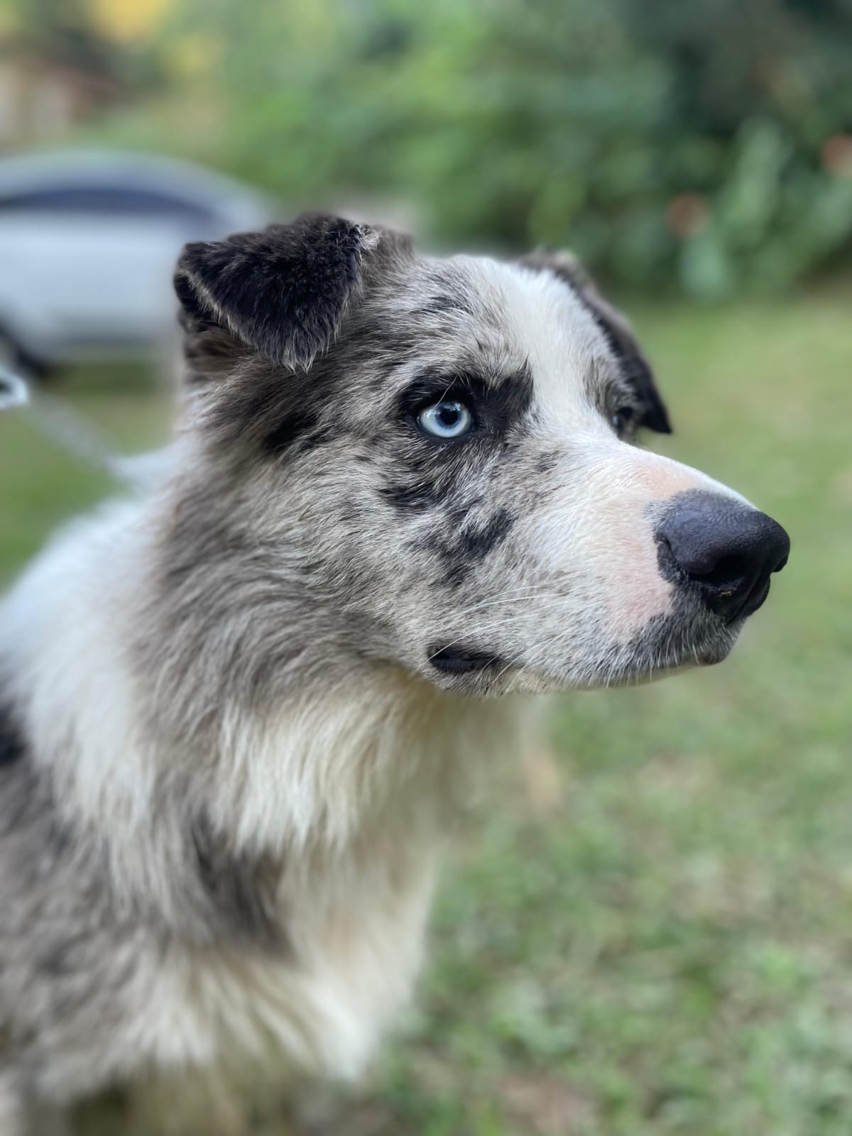 Theodoro