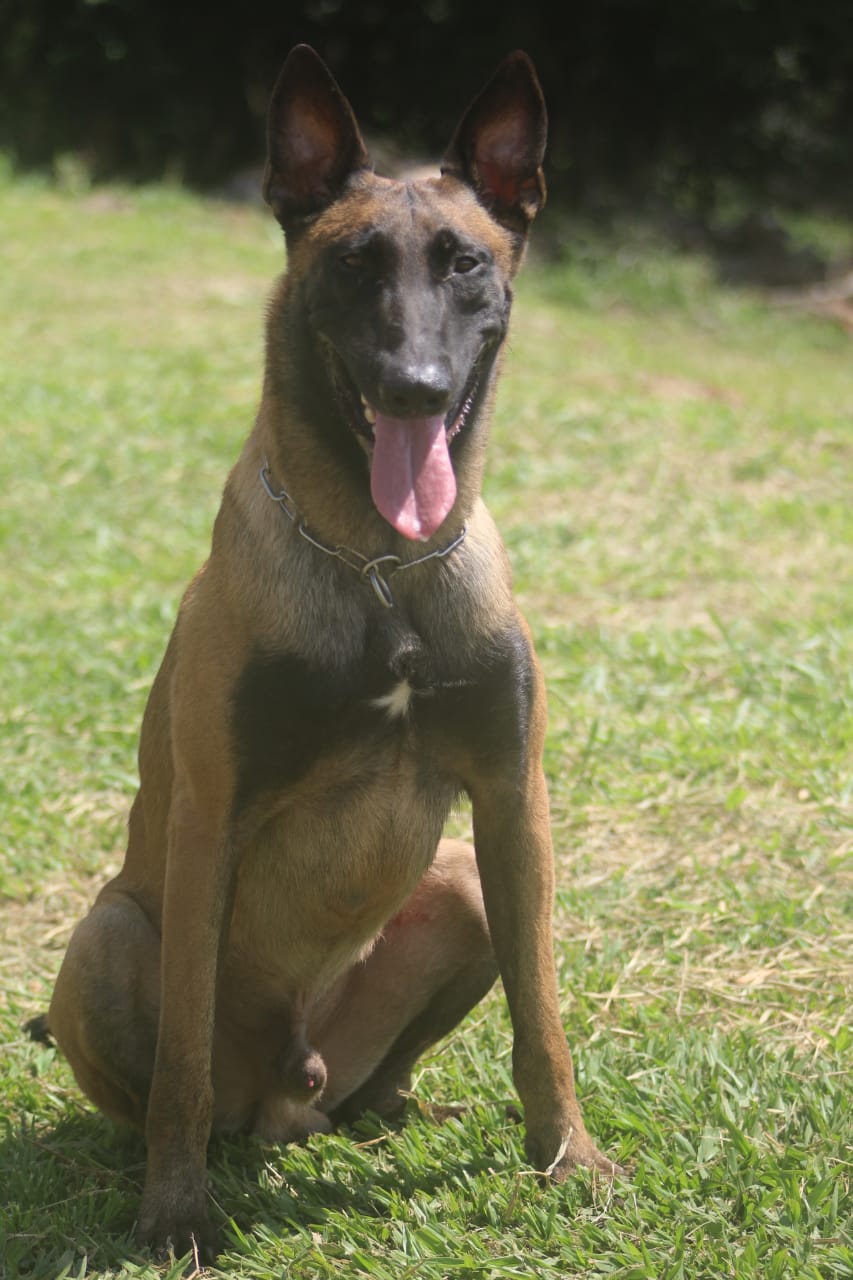Bax Fortes do Estiva