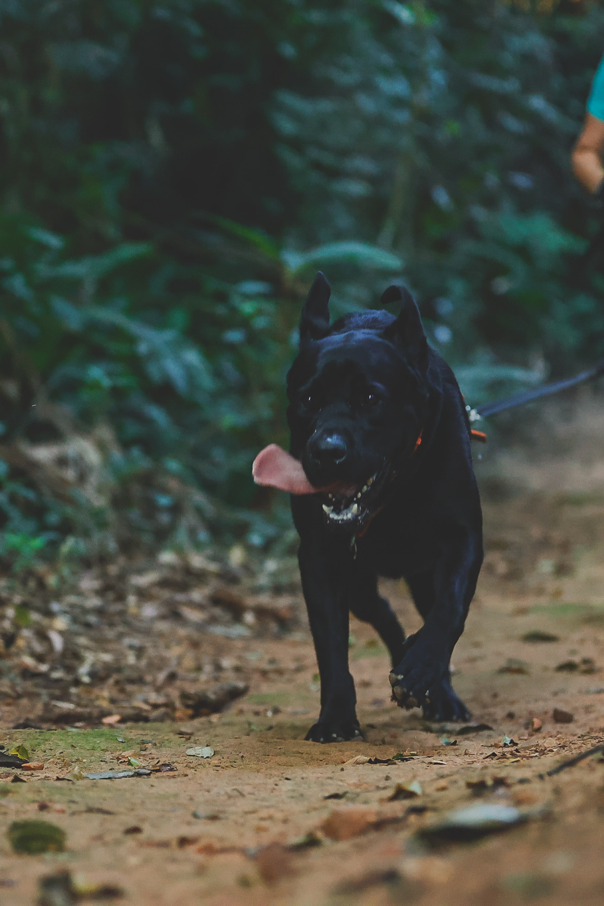 Bagheera