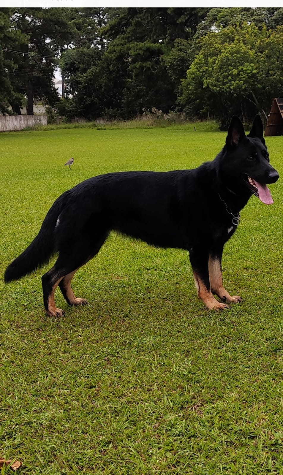 Teodora do Sadonana