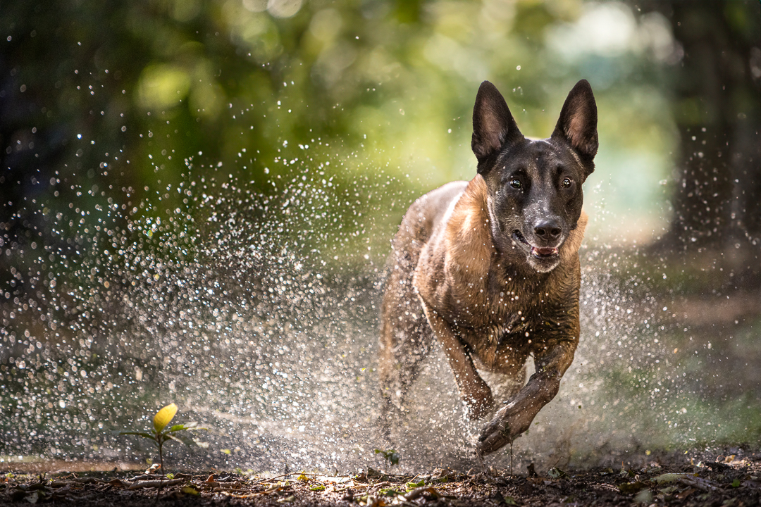 Fidel da Obediência Canina