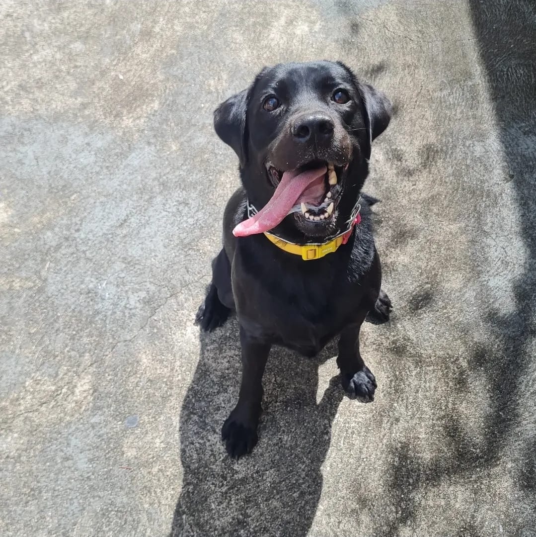 Aurora Ted Tulipa Of Reanfer