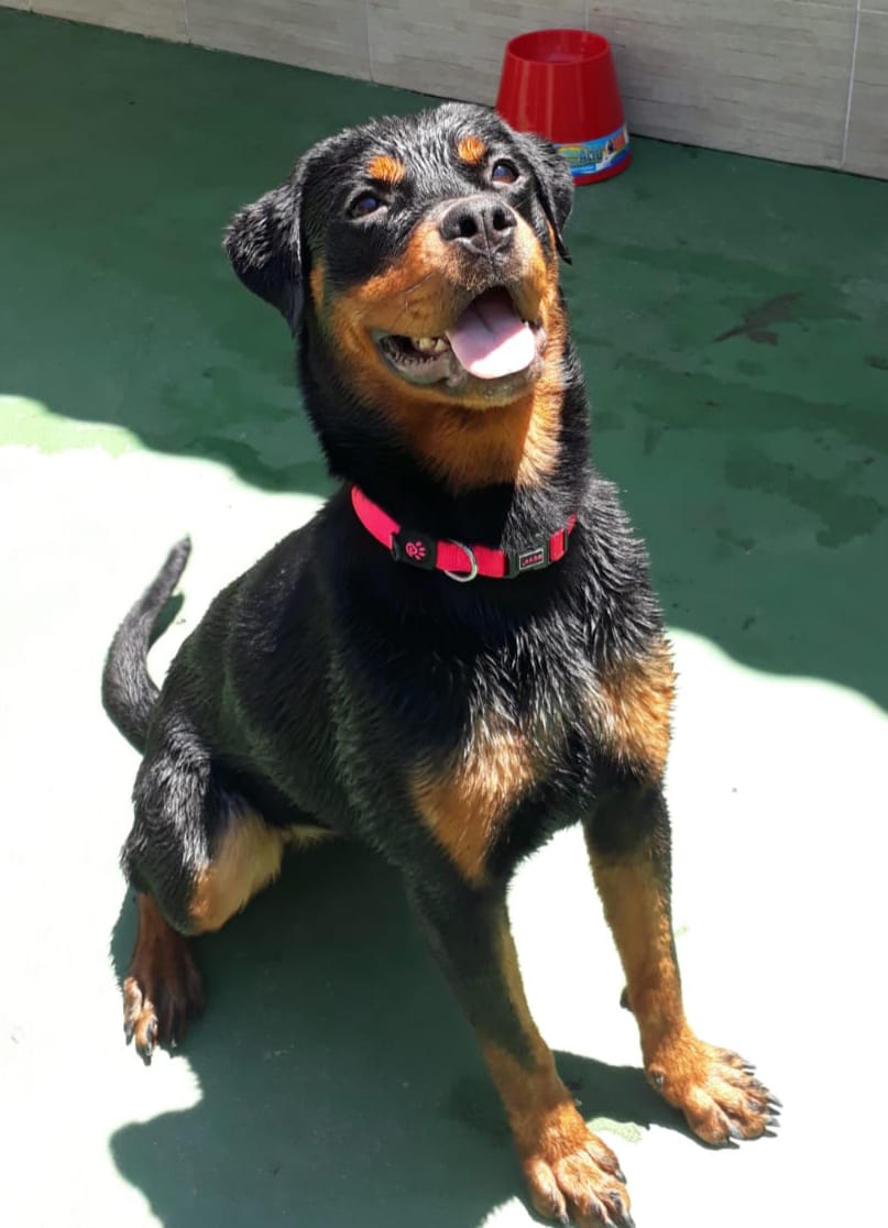 Shakira Tenente Von BR Olivio