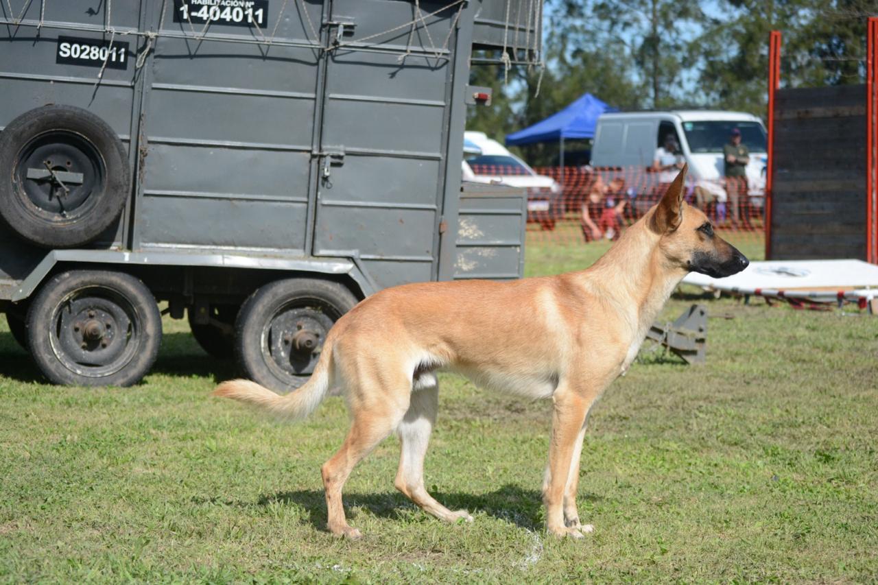 Taitan Von Harten Mut