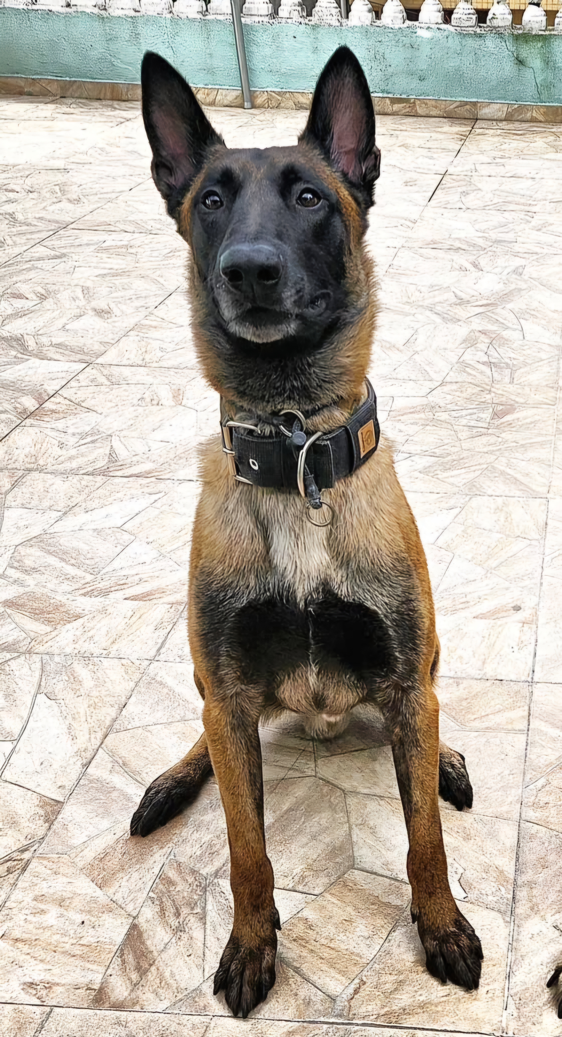 Ursula Malinoa Pesadelo