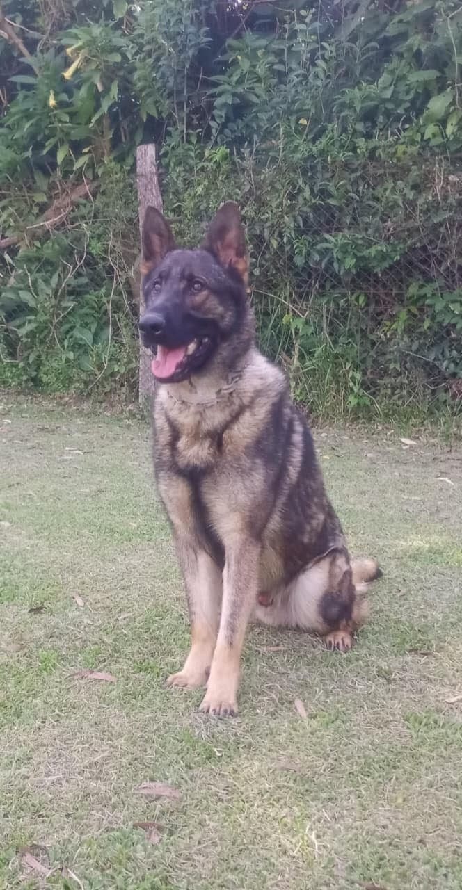 Max do Guarita Anama