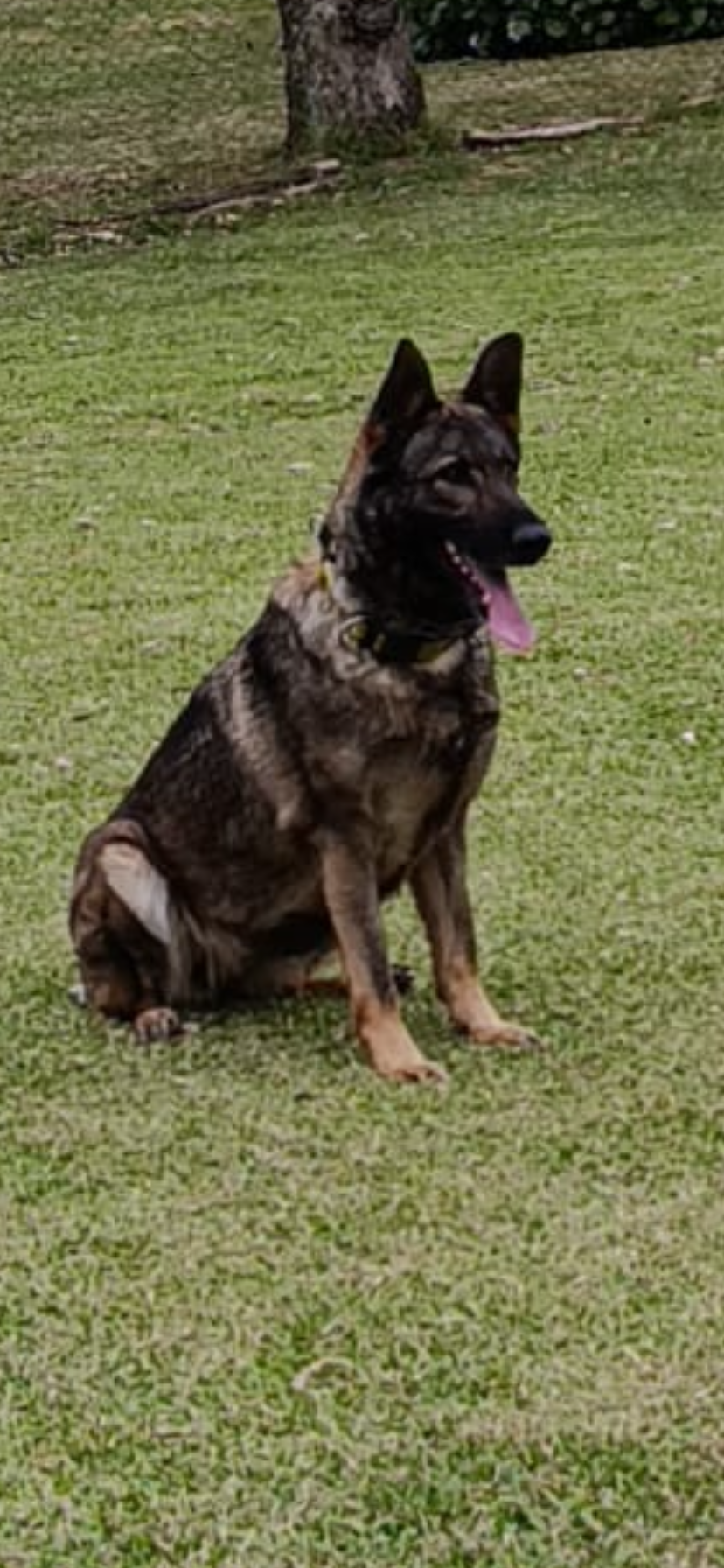 Ema Do Guarita Anama