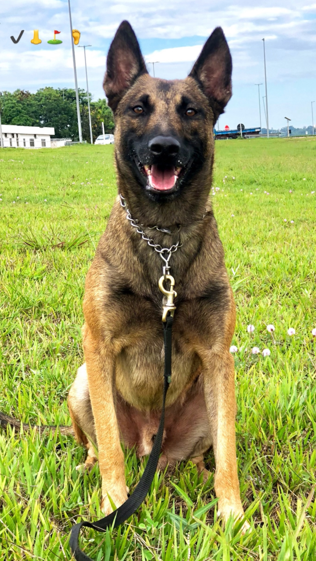 Quick Hawk do Taba Ruiz