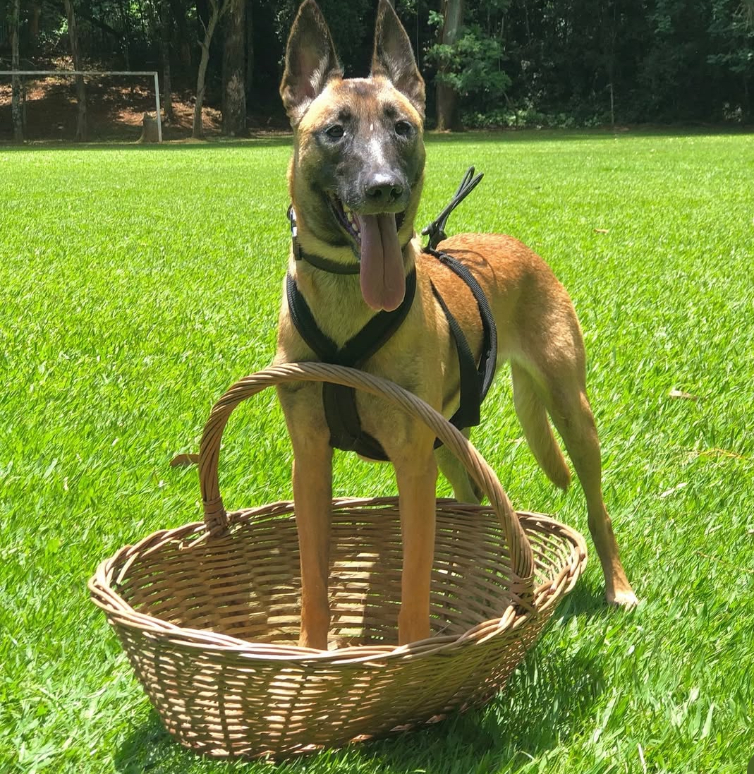 Bonnie Obediência Canina