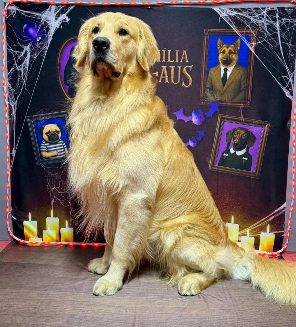 Teobaldo Of Effect Golden