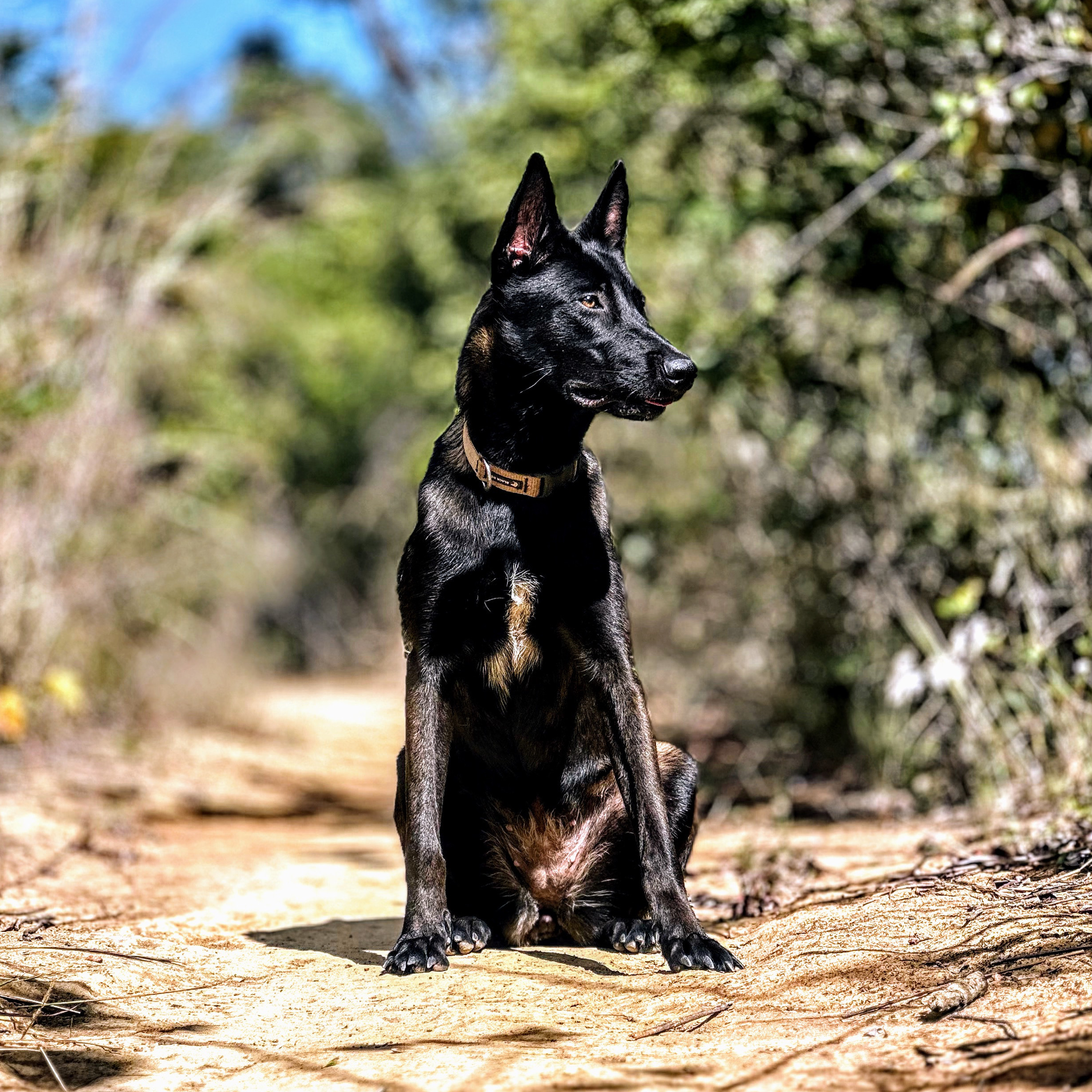 Rhaenyra Vale dos Carcarás