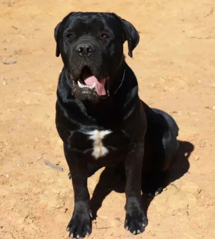 Black Tie Reino del Corso di Cane Soul