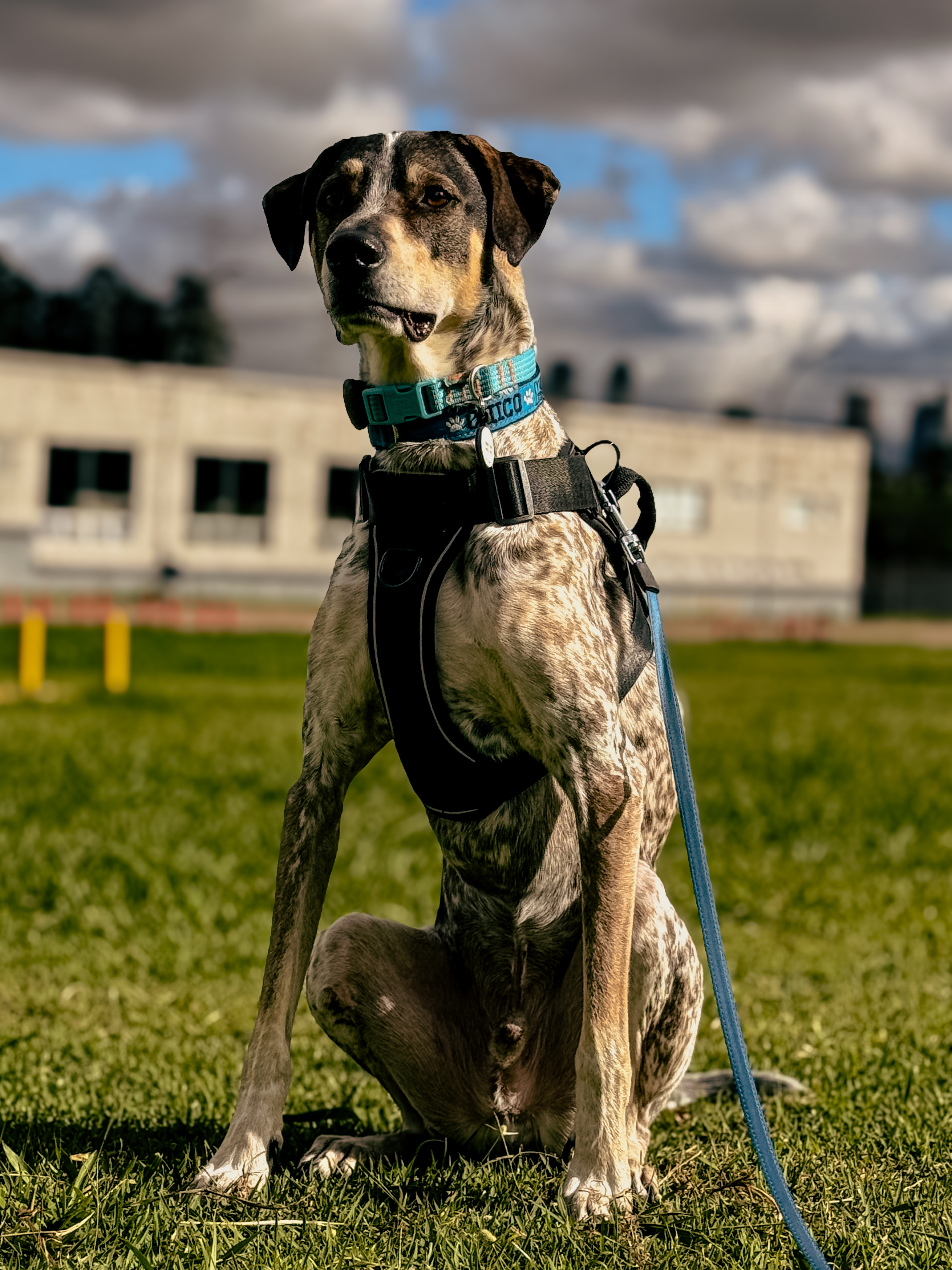 Chico