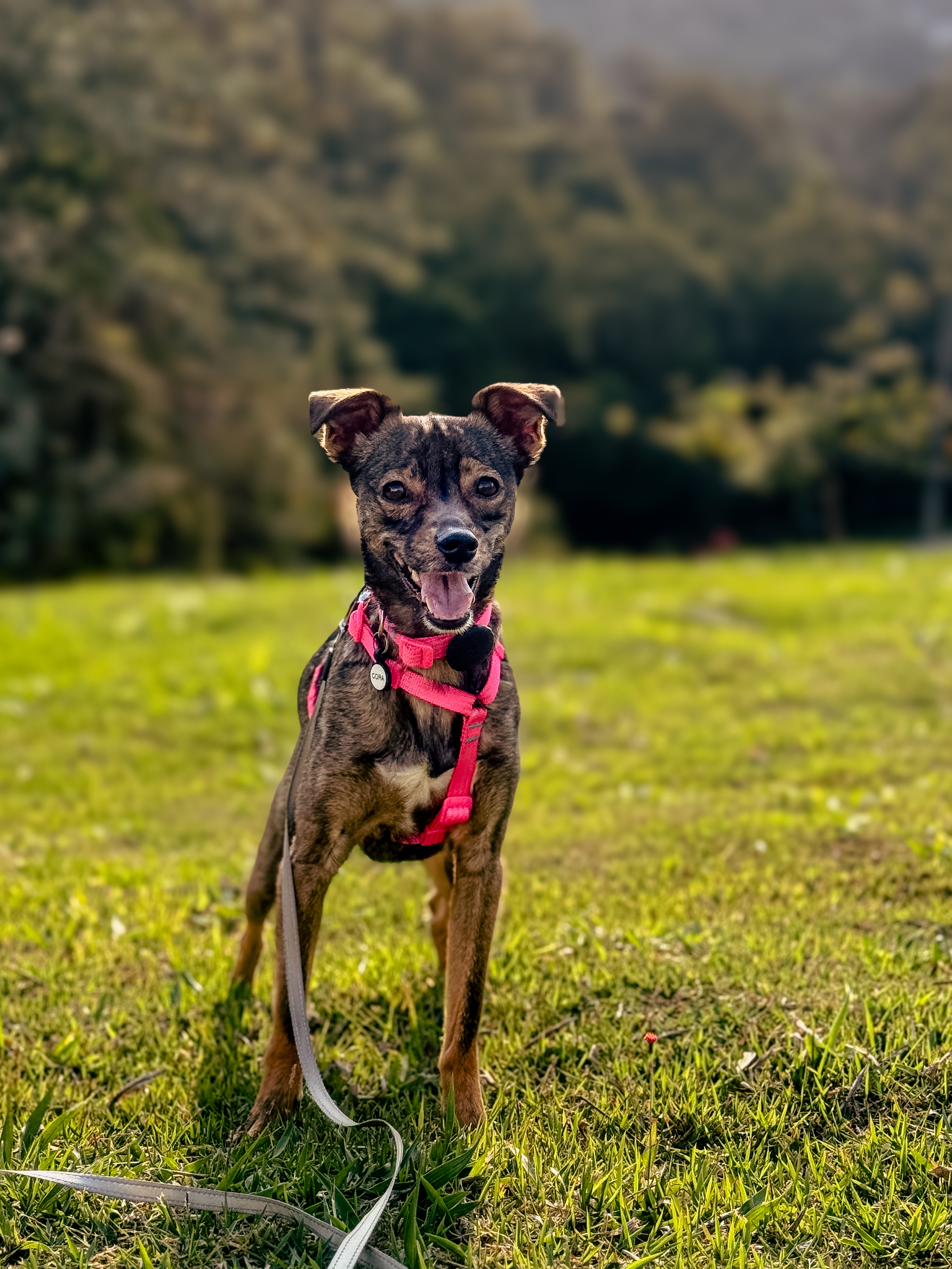 Cora