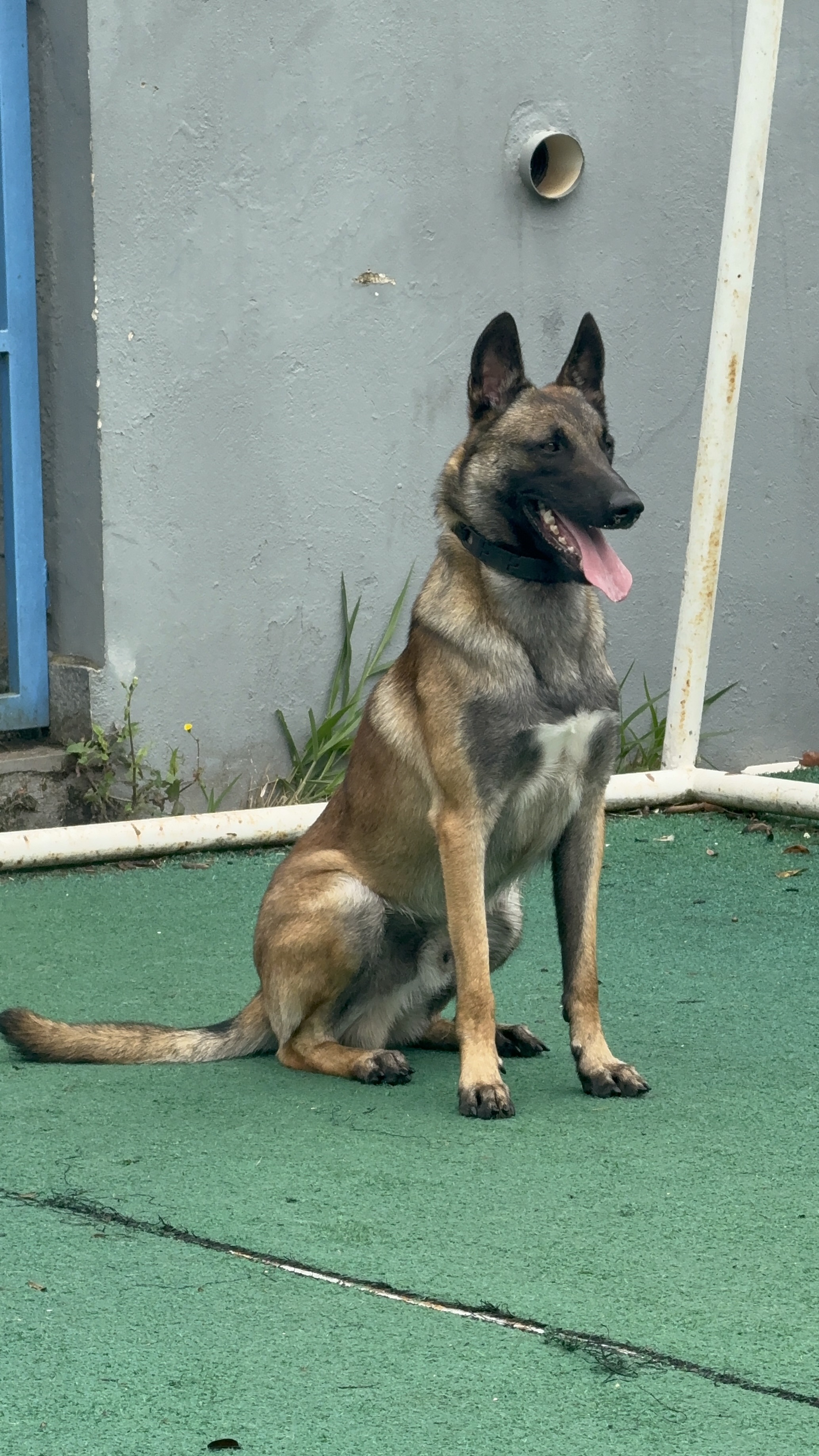 ODIN II DU DRILL RANCH