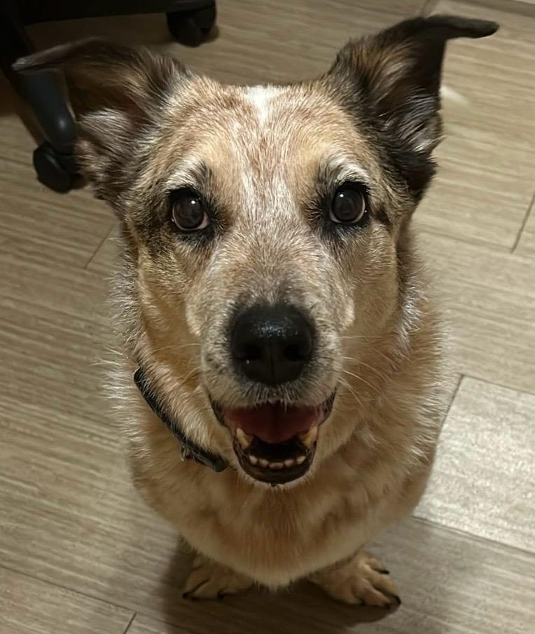 ELLIE