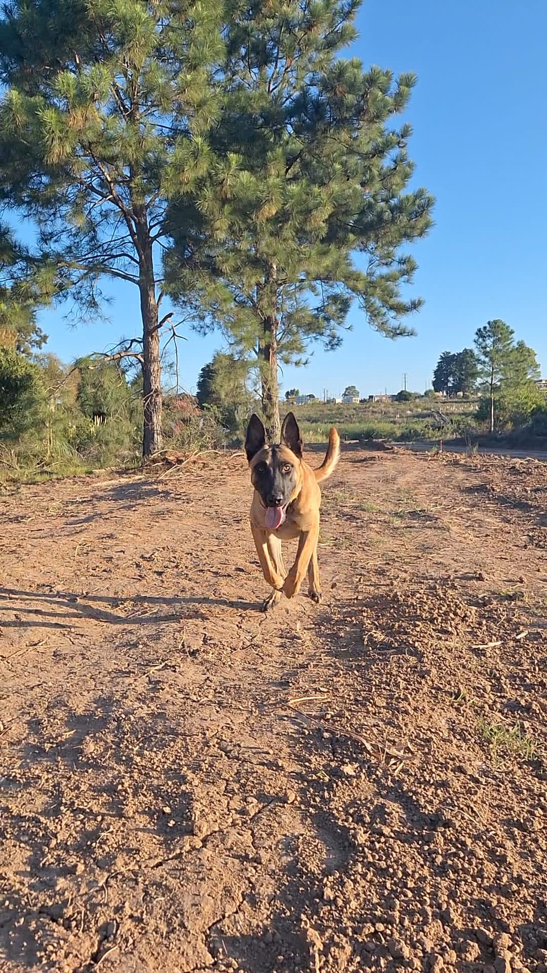 Azrael Von Boru Bravo