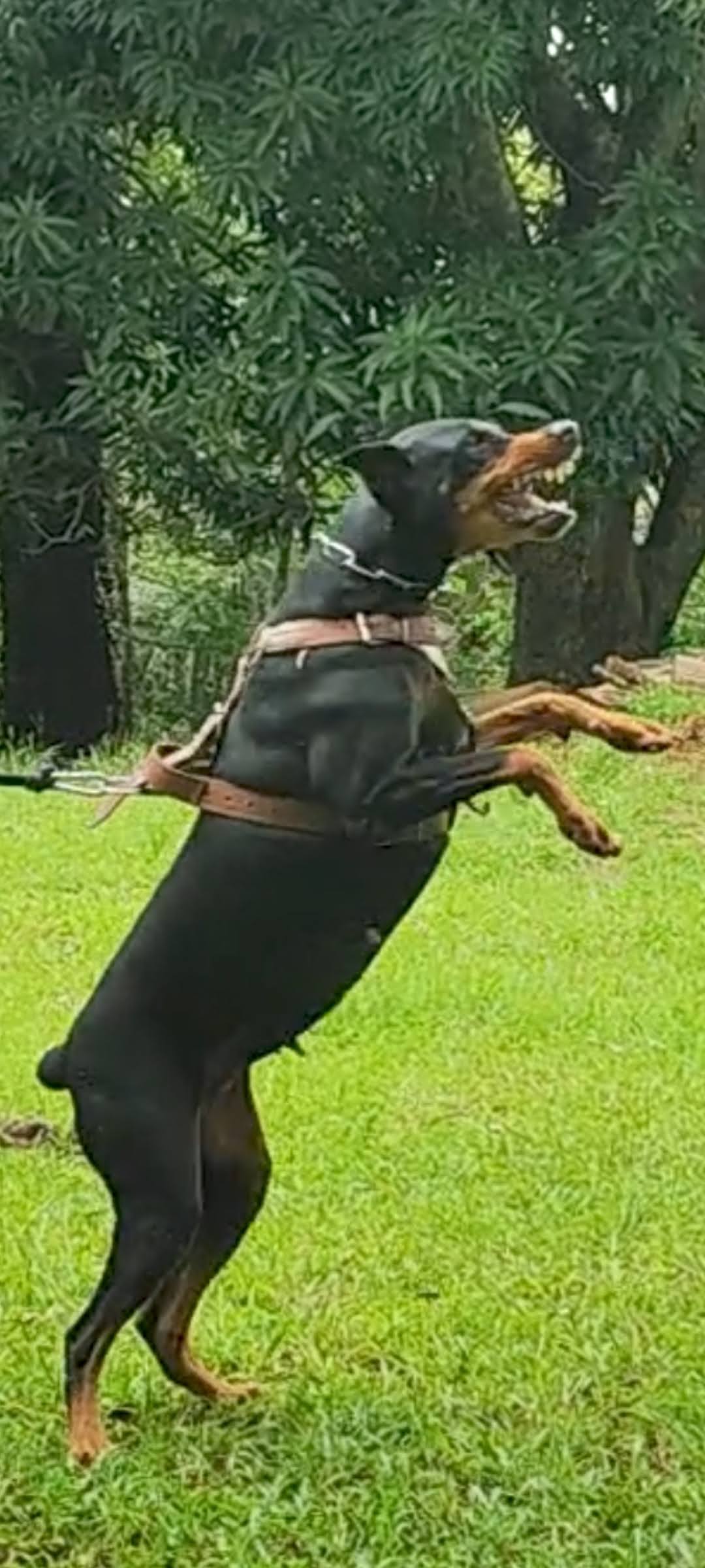 Amora