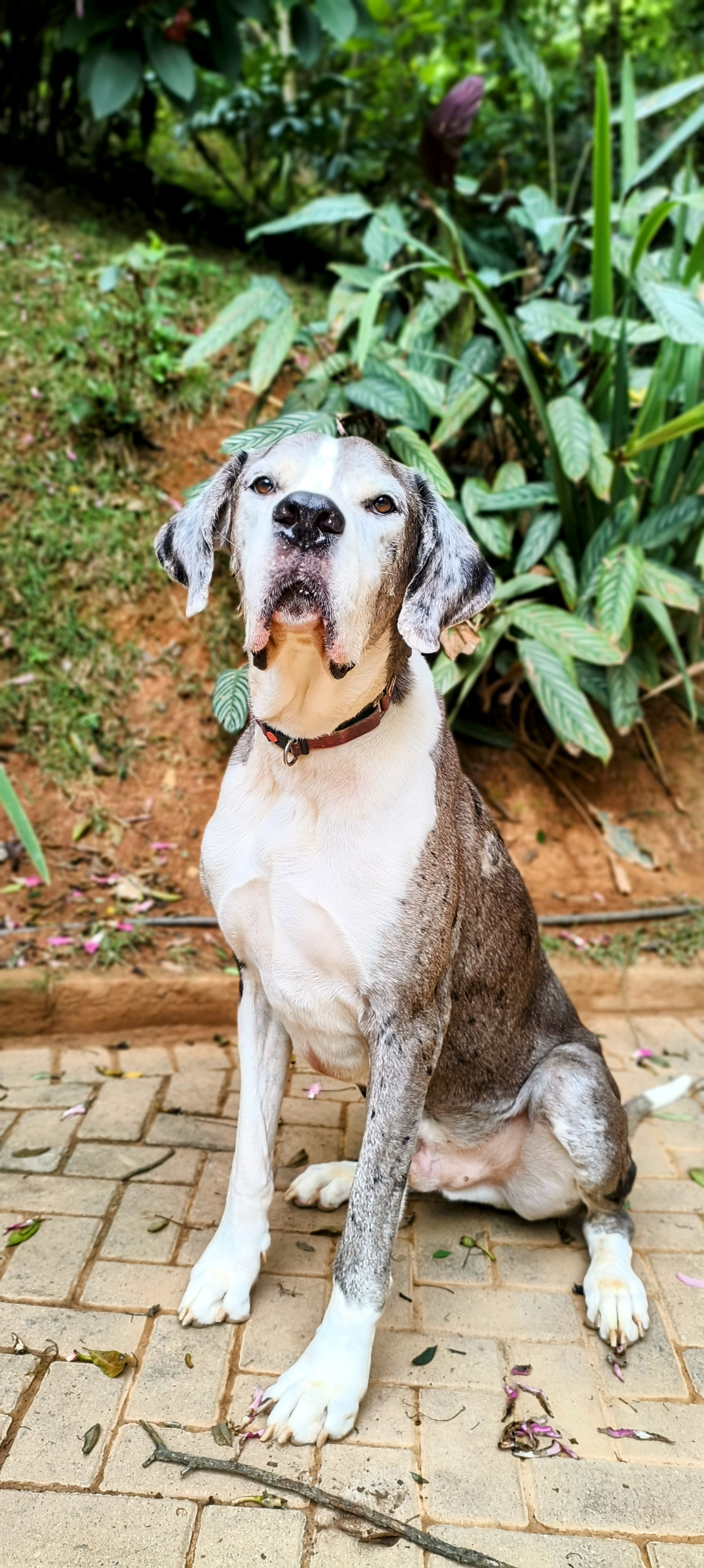 Manjericão