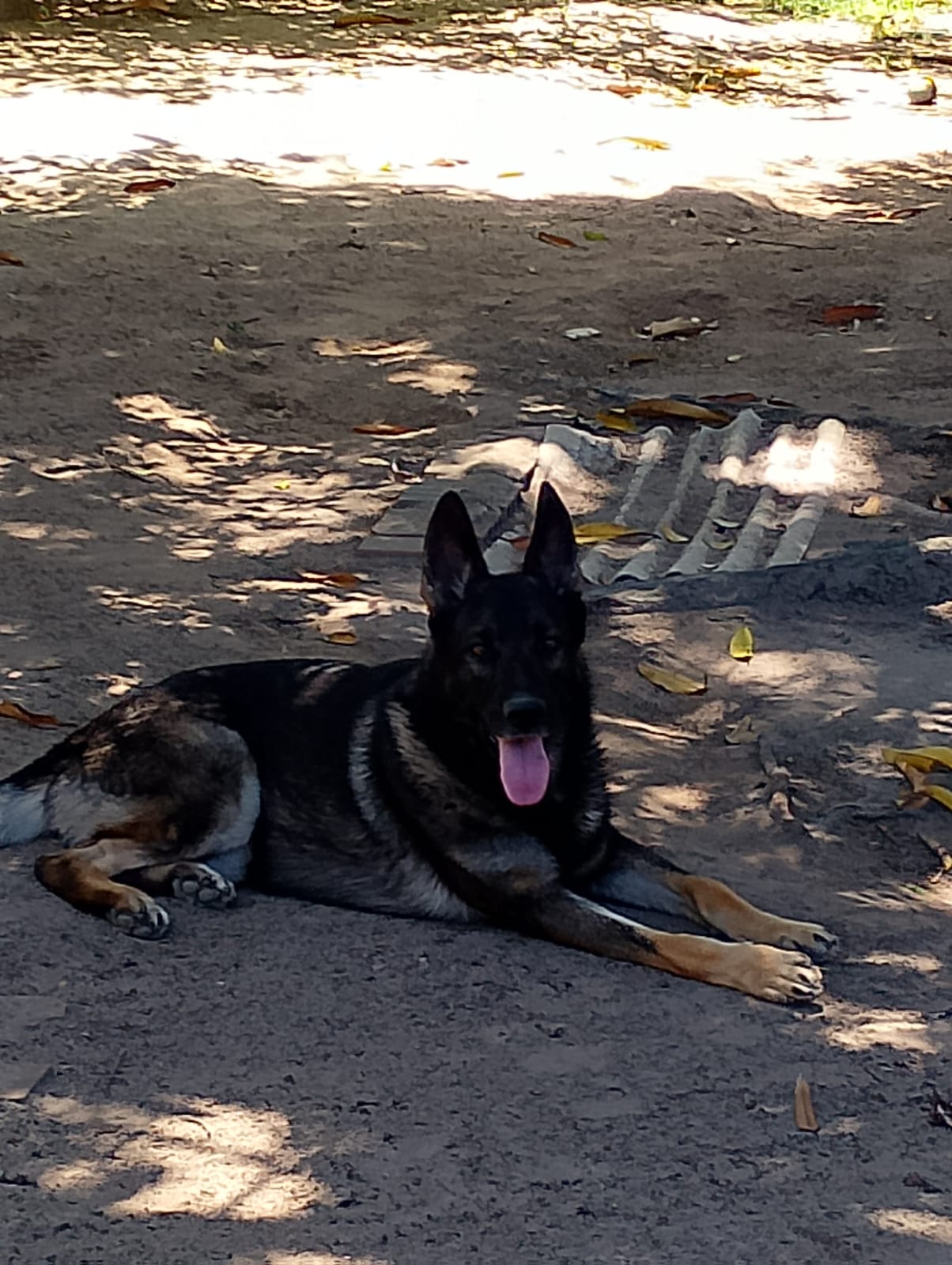 Cronus Von Haus Ferreira