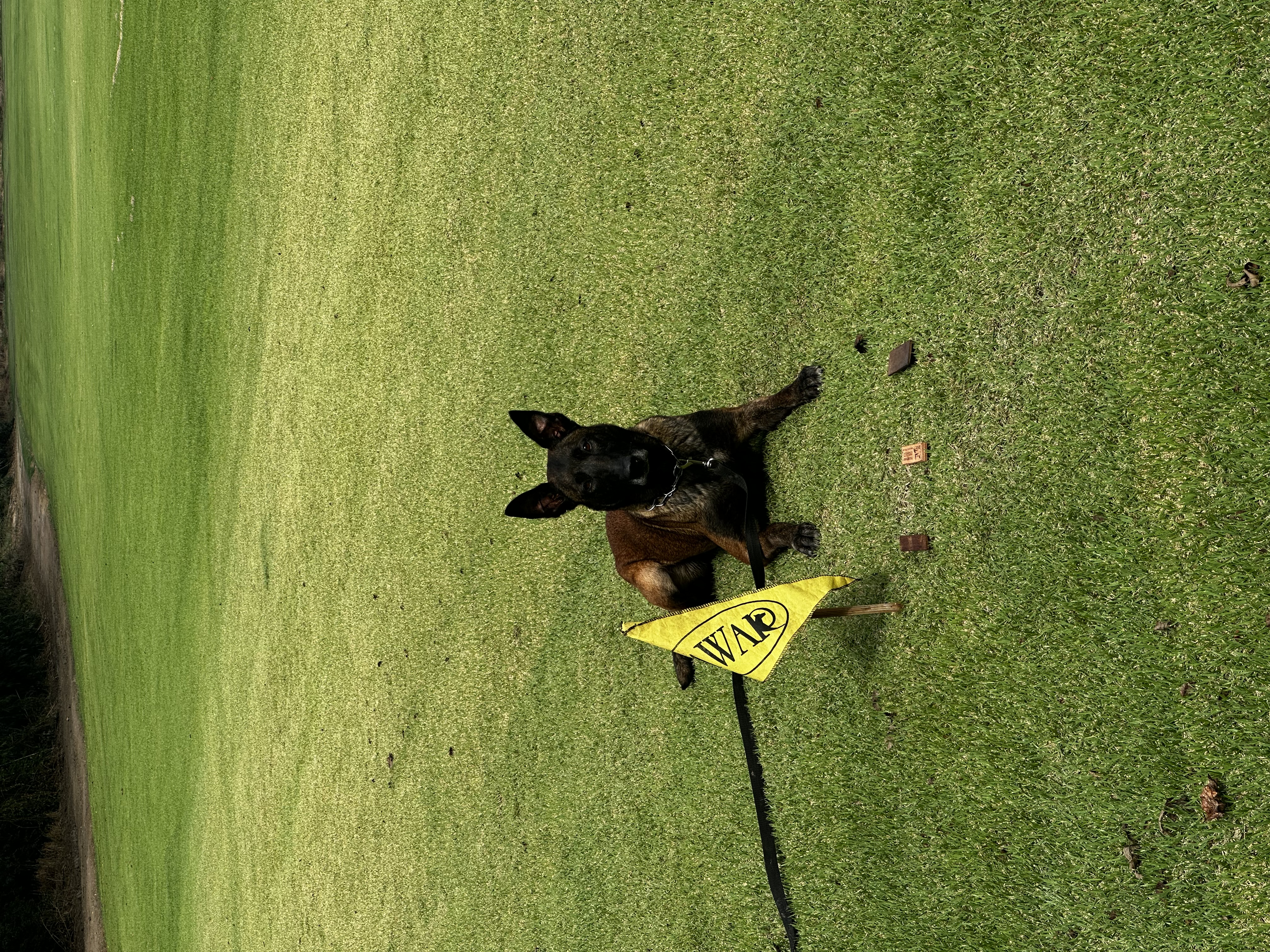 Donna do Skakel canis