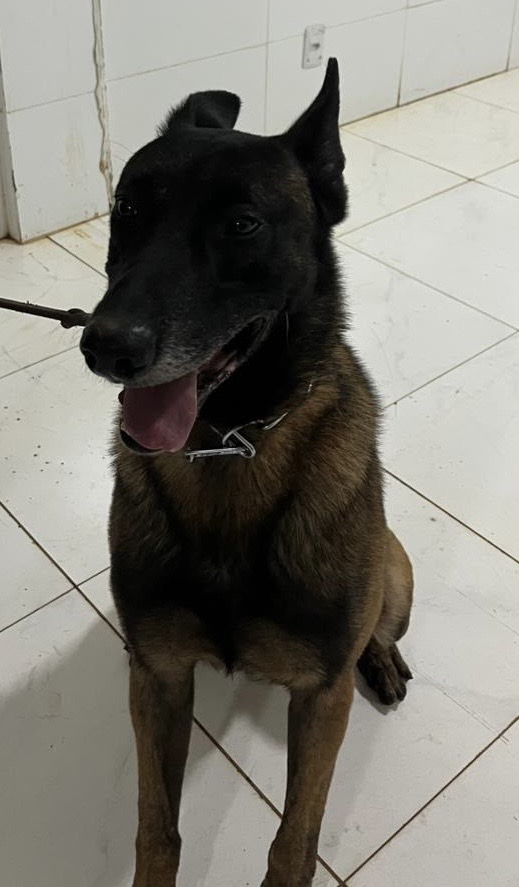 Ranger