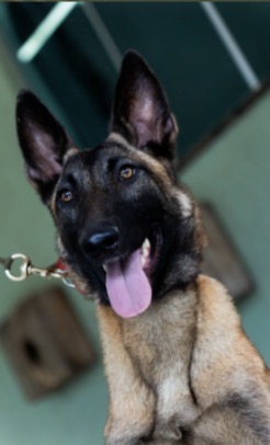 Akila Malinoir Du Goyas