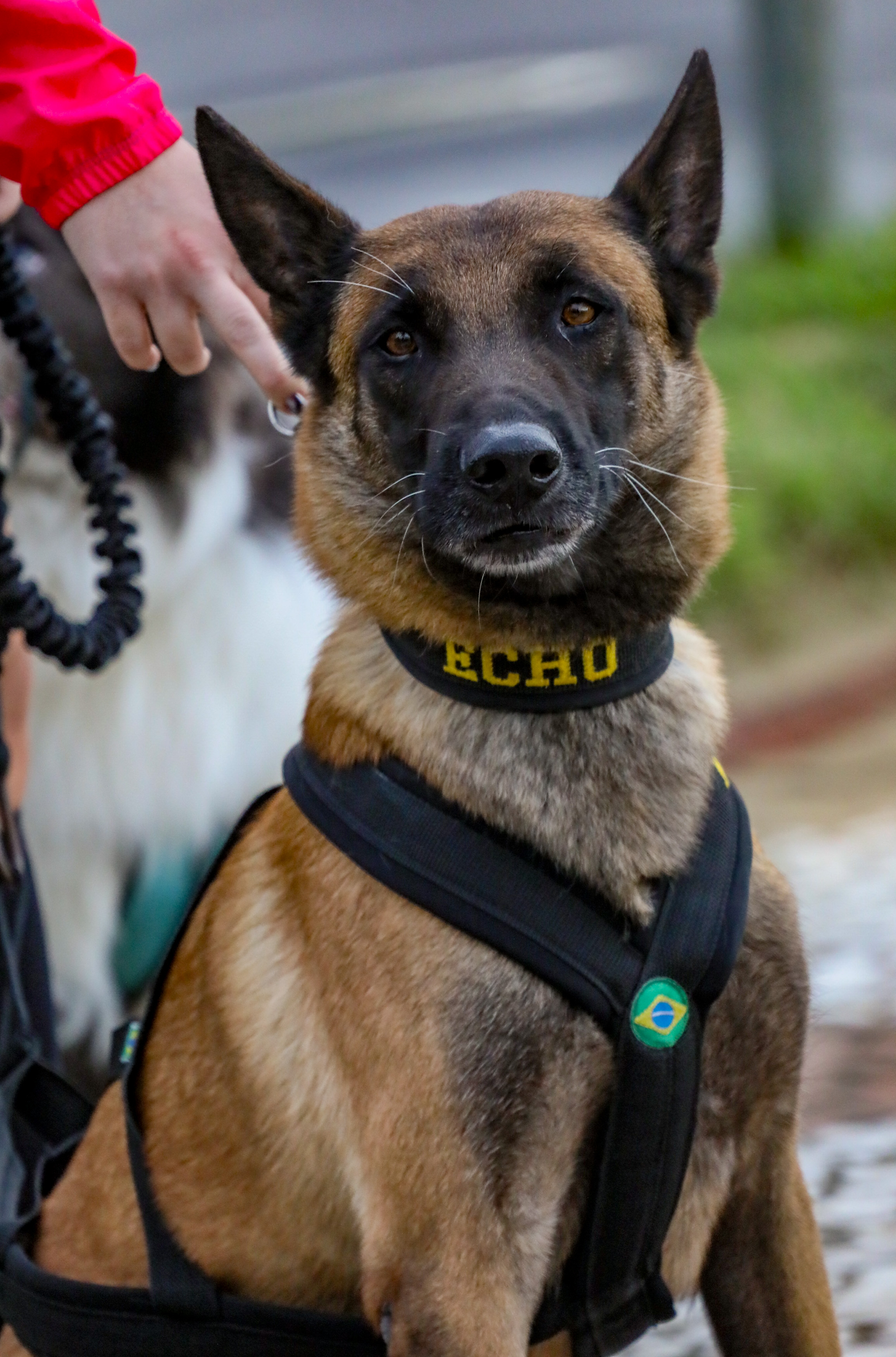 Echo