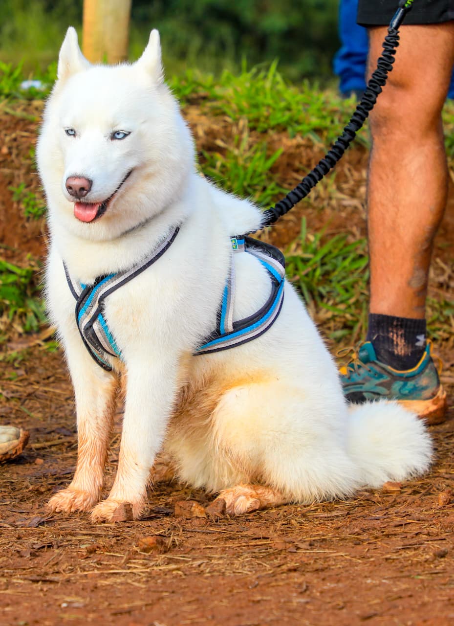 Maya