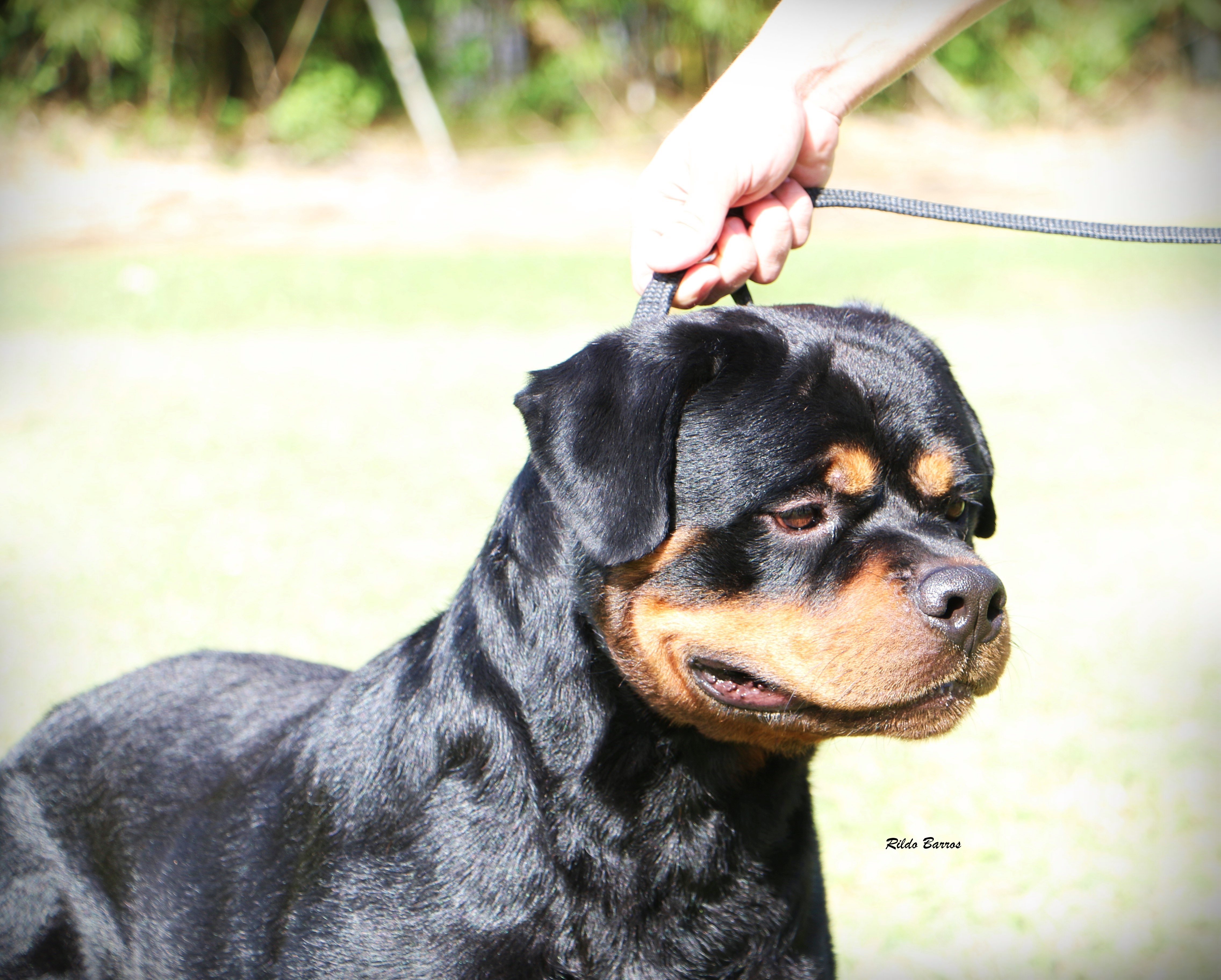 Gringo Inuzuka do Ponta Negra