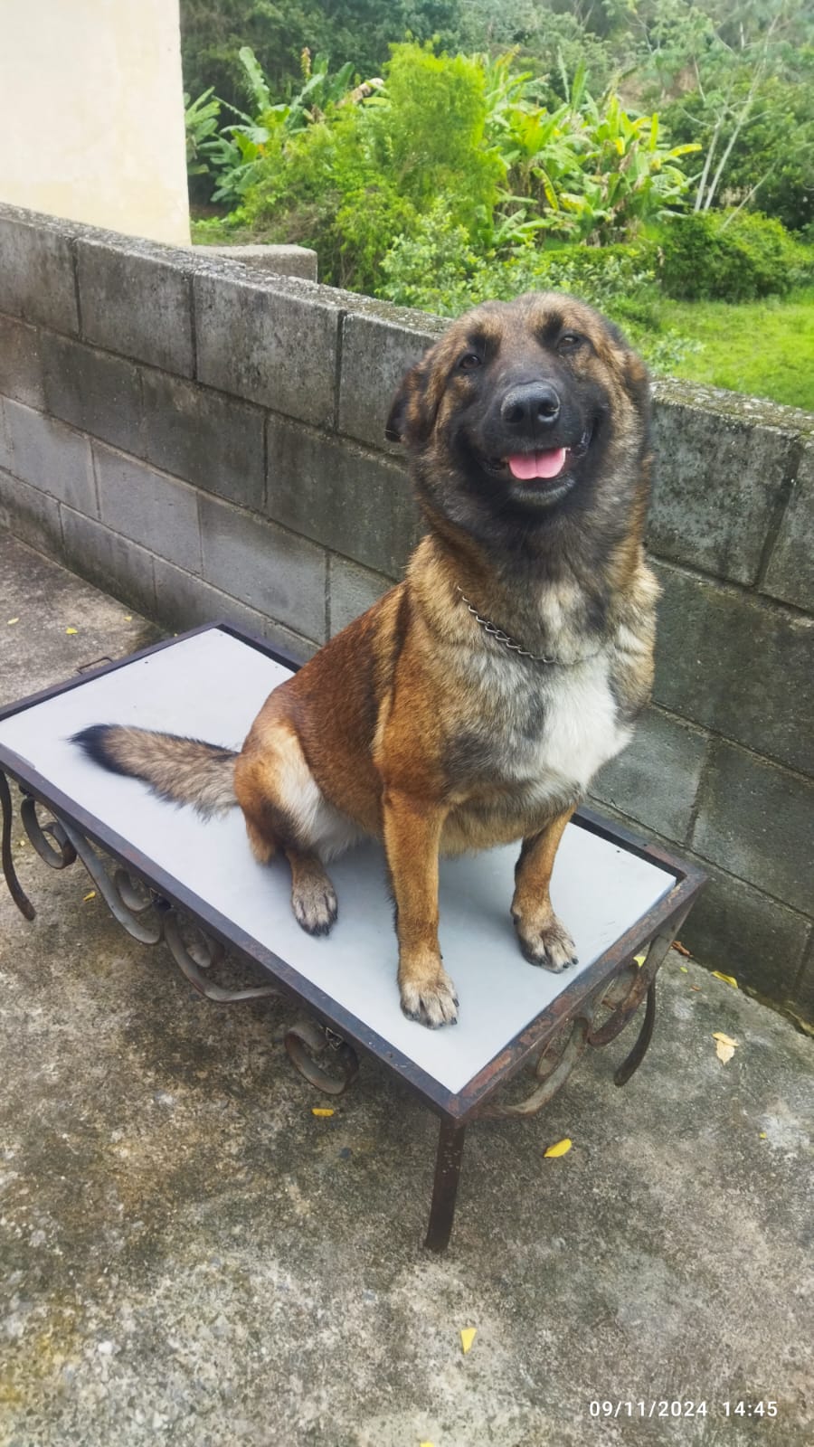 Aruna Valley Dog