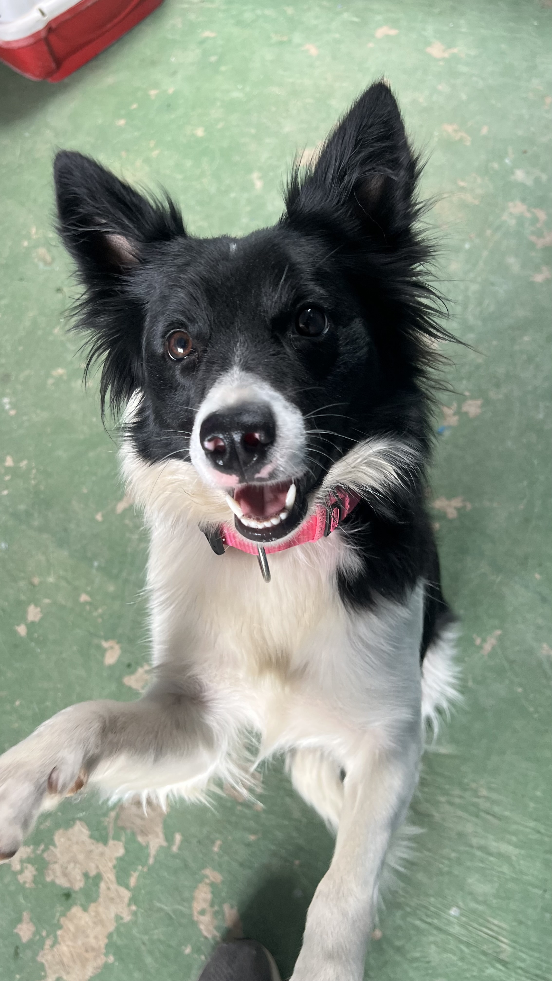 Nala